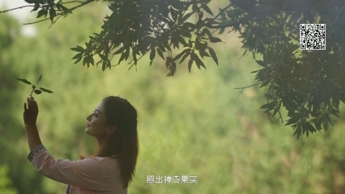 莎车巴旦木